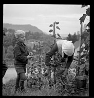 Rebfrau und Knabe bei Spitaltrotte Ennetbaden, 1941