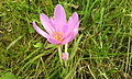 Brândușă de toamnă (Colchicum autumnale)