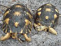 Sugaras teknős pár. A nagyobb egyed a hím