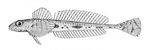 Miniatura para Radulinus asprellus