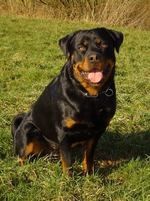 Male Rottweiler, 1½ years old