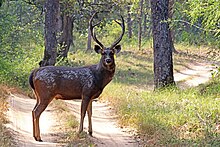 Самбар (Cervus unicolor unicolor) мужской.jpg