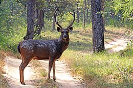 Indinis zambaras (Rusa unicolor)