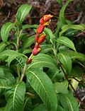 Miniatura para Sanchezia speciosa