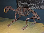 Smilodon californicus, fossilt skelett