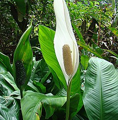 Description de l'image Spathiphyllum friedrichsthalii, a Peace Lily (9161056413).jpg.