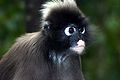 Adult male spectacled langur