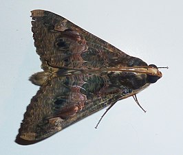 Sphingomorpha chlorea