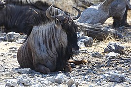 Gno blau al pargue d'Etosha en Namibia