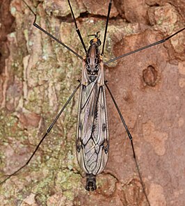 Tipula (Nippotipula) metacomet