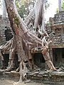 Fromager à Ta Prohm, Angkor Vat, Cambodge.