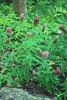 Trifolium rubens