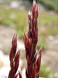 Miniatura para Deschampsia atropurpurea