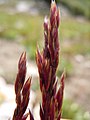 Deschampsia atropurpurea