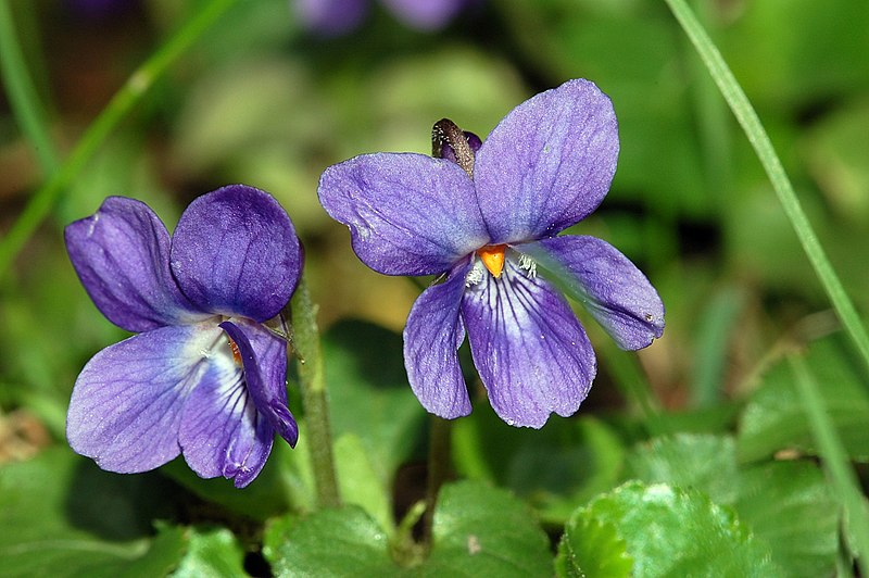 Common Violet (2 blossoms)
