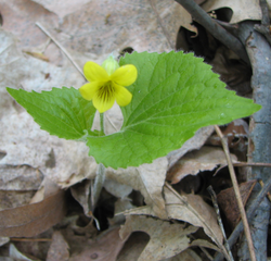 Viola pubescens 060519. 
 PNG