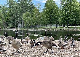 Visitors enjoy feeding corn to the many ducks and geese at the Bay Beach Sanctuary.