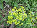 12 Euphorbia cyparissias