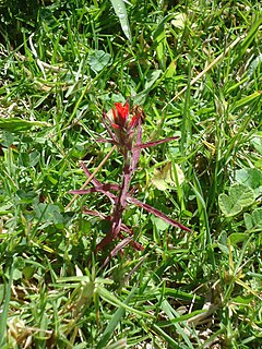 Description de l'image Yawartayku-Castilleja arvensis.JPG.