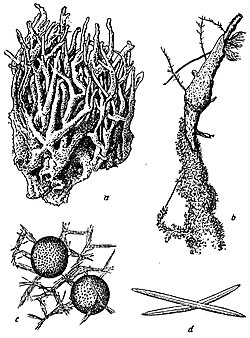 Spongilla lacustris: а) внешний вид ветвящейся губки, Ь) губка, не имеющая ветвей, а обросшая в виде корки вокруг корня ивы (наверху — губка, внизу — колония мшанок), с) две геммулы среди составленных из игол волокон скелета, d) две иглы (спикулы) скелета (end сильно увеличены).