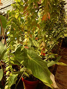 Hoya micrantha.