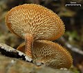 Weitlöcheriger oder Borstrandiger Stielporling Lentinus arcularius