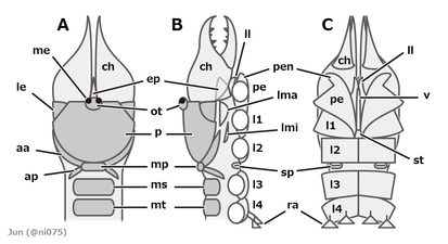 Solifugid (prosoma) ヒヨケムシ（前体）