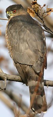 Accipiter-cooperii-01.jpg