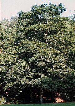 Sycamore Maple - habit