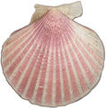 Aequipecten opercularis rot gefärbte Rippen