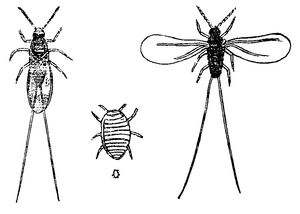 Cochenille