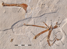 Alcmonavis holotype.png