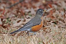 An American robin standing in short, beige grass with dead leaves