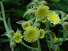 Andryale à feuilles entières Andryala integrifolia