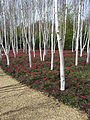 Winter Walk au printemps