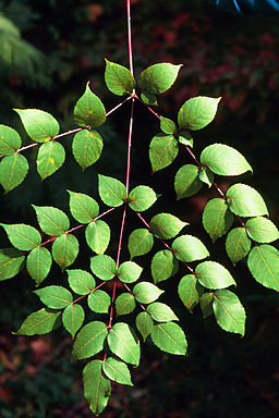 Aralia spinosa