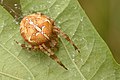 2020年9月14日 (月) 18:59時点における版のサムネイル