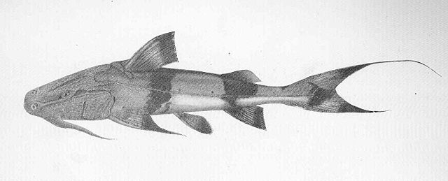 Bagarius yarrelli Giant Devil Catfish or Goonch