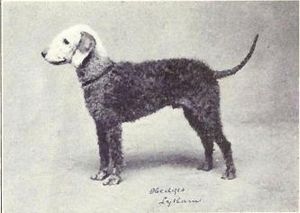 Bedlington Terrier from 1915