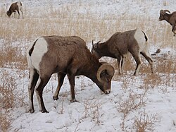 BighornSheepInYNP.jpg