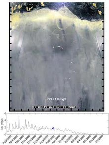 Soubor: Bioturbation-in-a-Declining-Oxygen-Environment-in-situ-Observations-from-Wormcam-pone.0034539.s002.ogv