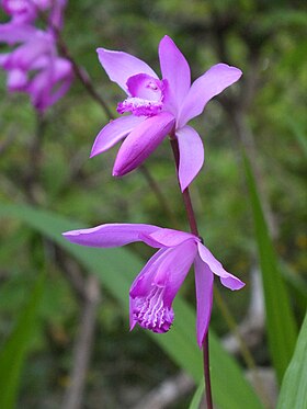 Bletilla striata