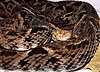 Bothrops asper