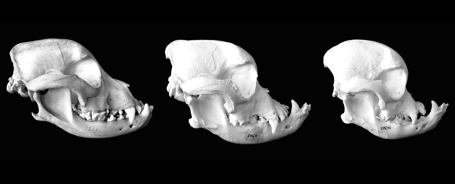 Three bulldog skulls. From left to right, the face becomes flatter, with a shorter snout and pronounced underbite and protruding jaw.