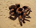 Brachypelma smithi