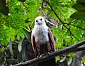 Brahminy Kite found in Thiruvananthapuram Zoo