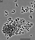 Miniatura para Bryobacter