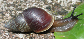 Bulimulus limnoides