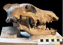 Cave wolf skull, Natural History Museum, Berlin Canis lupus spelaeus holotype.jpg