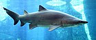 Carcharias taurus в UShaka Sea World 1079-a.jpg